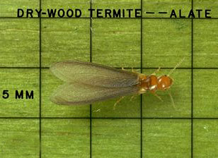 Drywood Termite - Alate