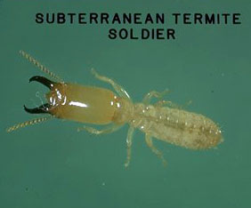 Subterranean Termite in Ventura County