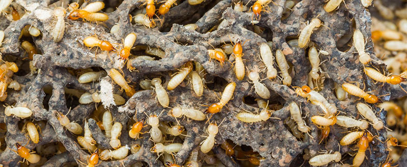 Termite Exterminators in Ventura County